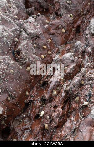 Comuni limpets su una roccia di Tidal (Patella vulgate)
