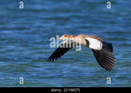 Egyptian Goose (Alopochen aegyptiaca), adulto in volo, Capo Occidentale, Sudafrica Foto Stock