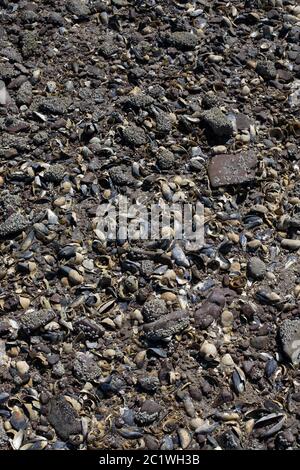 Conchiglie e pietre in Silt Foto Stock