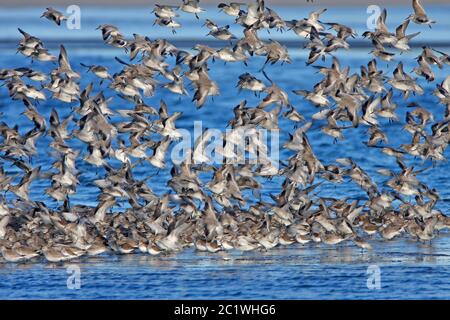 Nodo (Calidris canutus) gregge, Scozia, Regno Unito. Foto Stock