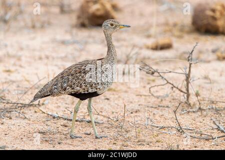 Korhaan rosso-crestato (Lophotis rufictrista), vista laterale di una femmina adulta in piedi a terra, Mpumalanga, Sudafrica Foto Stock
