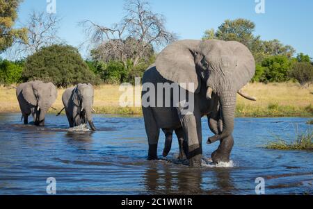 Un toro elefante che conduce due femmine elefanti che attraversano il fiume nella concessione di Khwai Okavango Delta Botswana Foto Stock