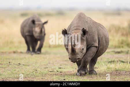 Due adulti rinoceronti neri che camminano verso la macchina fotografica nella riserva Masai Mara in Kenya Foto Stock