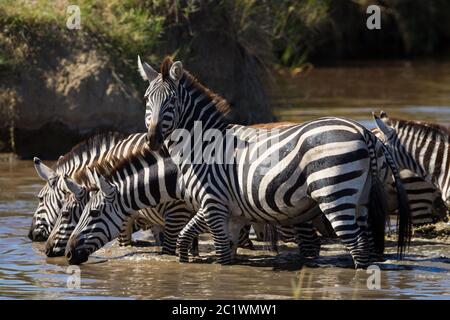 Un gruppo di zebra assetata che beve acqua da un fiume con una zebra che guarda la macchina fotografica in Serengeti Tanzania Foto Stock