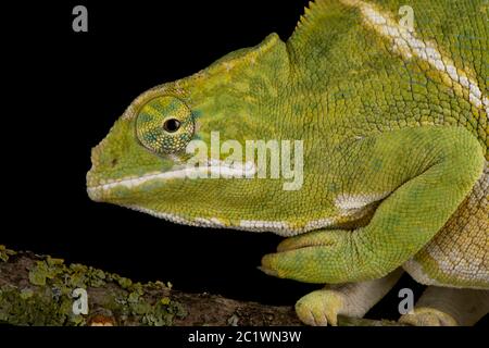 Camaleonte a due fasce (Furcifer balteatus) Foto Stock