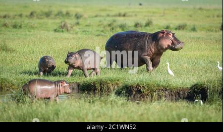 Un cialde di ippopotami con tre ippopotami e un ippopotamo materno che pascolano fuori dall'acqua al sole a Serengeti Tanzania Foto Stock