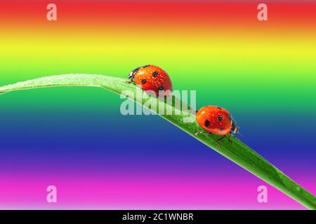 Due coccinelle rosse sono sedute girate su una foglia verde di erba contro uno sfondo arcobaleno. LGBT concetto di problemi di relazione. Spazio di copia. Chiudi Foto Stock