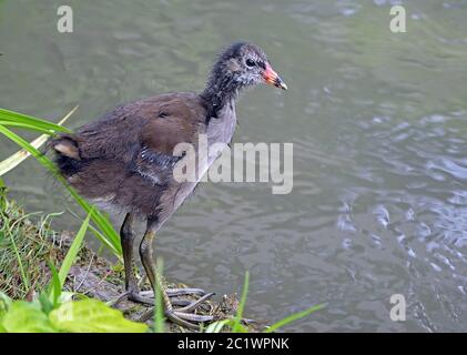 Giovane ferrovia stagno Gallinula chloropus Foto Stock