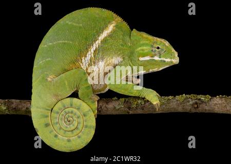 Camaleonte a due fasce (Furcifer balteatus) Foto Stock