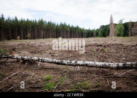 Una foresta di abete rosso nella foresta di KoenigsForest vicino a Colonia che è morto a causa della siccità e del barbabietola è stato eliminato, Renania settentrionale-Vestfalia, Germania Foto Stock