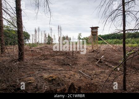 Sede di caccia in una foresta di abete rosso nella foresta di KoenigsForest vicino a Colonia che è morto a causa della siccità e il barile è stato eliminato, Renania settentrionale-Vestfalia Foto Stock