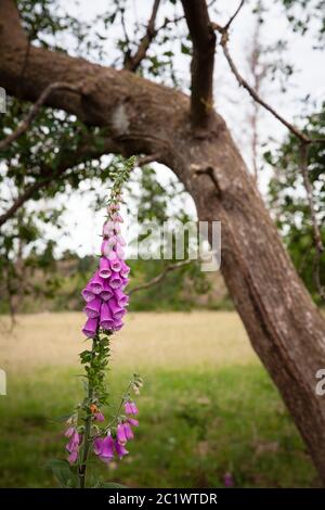 Foxglove (Digitalis purpurea) nella foresta di KoenigsForest vicino a Colonia, Renania Settentrionale-Vestfalia, Germania. Roter Fingerhut (Digitalis purpurea) waechst im Koe Foto Stock