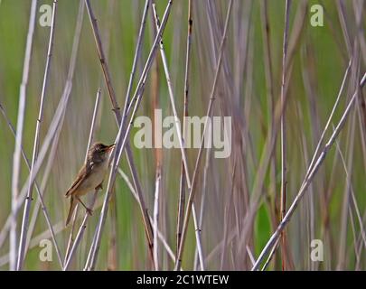 Stagno Warbler Acrocephalus scirpaceus da Federsee n. 3 Foto Stock