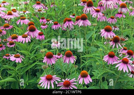 Cappello da sole in fiore viola o cappello da sole viola Echinacea purpurea 04 Foto Stock