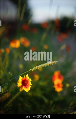 Giallo arancio fiori gaillardia crescere in estate sera, closeup aperto germogli vivaci. Foto Stock