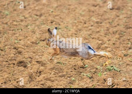 Lepre europeo, lepre marrone (Lepus europaeus), che corre su un campo, Germania Foto Stock