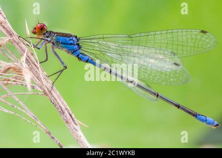 Damselfly dagli occhi rossi (Erythroma najas, Agrion najas), maschio siede su una lama di canna, Germania, Baviera, Niederbayern, bassa Baviera Foto Stock