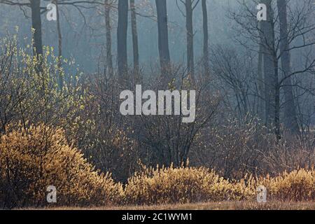 Mirto di bog, gale dolce, bayberry dolce (Myrica gale, Gale palustris), fioritura, Belgio, Fiandre Occidentali, Brugge, Biscopveld Foto Stock