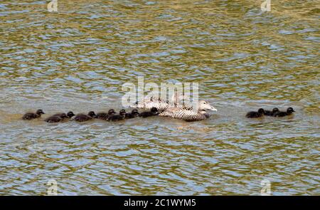 Common Eider (Somateria mollisima), femmine e pulcini, Paesi Bassi, Texel Foto Stock