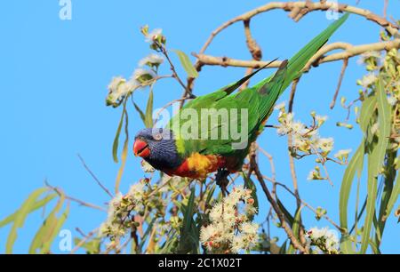 Corikeet di cocco, corikeet con nappi verdi (Trichoglossus hematodus moluccanus, Trichoglossus moluccanus), perches su un albero di eukalipto, Australia, Queensland, Mackay Foto Stock