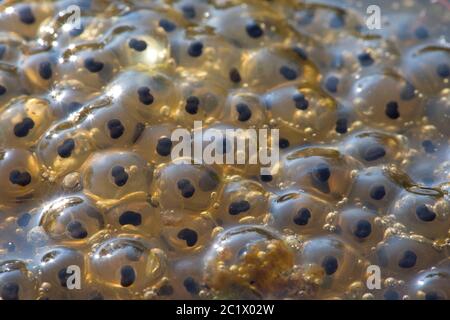 Rana comune, rana d'erba (Rana temporaria), uova, Belgio, Fiandre Orientali, Bourgoyen Foto Stock