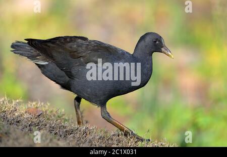 Moorhen crepuscolo (gallinula tenebrosa), immaturo, Australia, Mackay Foto Stock