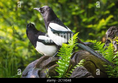 Magpie nero-fatturato (Pica pica), due bugie nero-fatturati su una radice e peering, Svizzera, Sankt Gallen Foto Stock