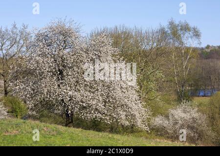 Ciliegio selvatico, ciliegio dolce, fisarmonica Gean, mazzard (Prunus avium), fioritura, Germania Foto Stock