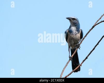 Giubbotto di scrib (Aphelocoma coerulescens), arroccato in un albero, Stati Uniti, Florida, Isola di Merrit Foto Stock