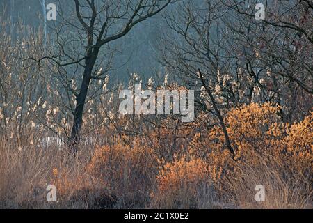 Mirto di bog, gale dolce, bayberry dolce (Myrica gale, Gale palustris), fioritura, Belgio, Fiandre Occidentali, Brugge, Biscopveld Foto Stock