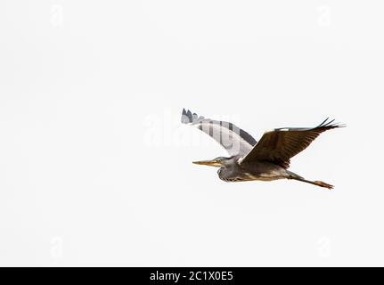 Airone grigio (Ardea cinerea), in volo su sfondo bianco, Spagna, Tarifa Foto Stock