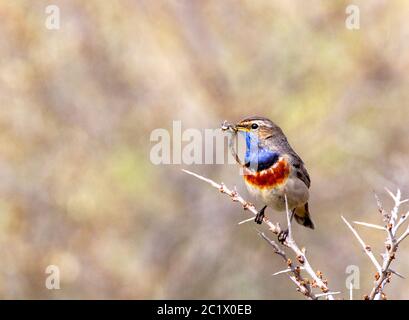 Blueghar bianco-macchia (Luscinia svecica cianecula), maschio adulto appollaiato con caterpillar, Paesi Bassi Foto Stock