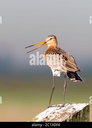 godwit dalla coda nera (Limosa limosa), nella zona umida olandese Arkemheen e Calling, Paesi Bassi, Arkemheen Foto Stock