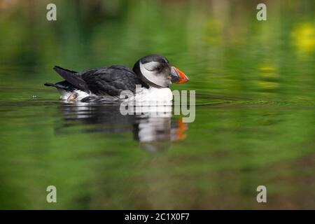 Puffin Atlantico, Puffin comune (Fratercola artica), secondo anno calandre Atlantico Puffin nuoto su un lago. Scarso visitatore nei Paesi Bassi., Paesi Bassi, Olanda del Sud, Dordrecht Foto Stock