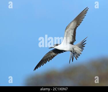 Terna di soia (Sterna fuscata, Onychoprion fuscatus), in volo, Australia, Lady Elliot Island Foto Stock