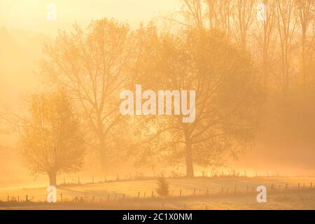 Scenario autunnale nella nebbia mattutina, Belgio, Fiandre Orientali, Vlaamse Ardennen, Elst Foto Stock