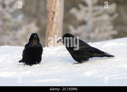 Corvo comune (Corvus corax), due corvi perch nella neve, Finlandia Foto Stock