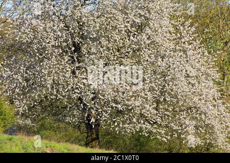 Ciliegio selvatico, ciliegio dolce, fisarmonica Gean, mazzard (Prunus avium), fioritura, Germania Foto Stock