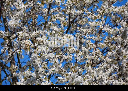 Ciliegio selvatico, ciliegio dolce, fisarmonica Gean, mazzard (Prunus avium), fioritura, Germania Foto Stock