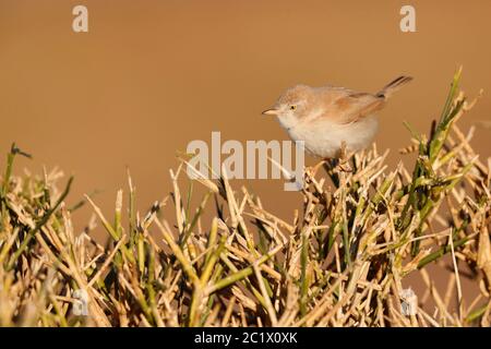 Guerriero del deserto africano (Sylvia deserti), seduto in un cespuglio, Marocco, Sahara, Merzouga Foto Stock