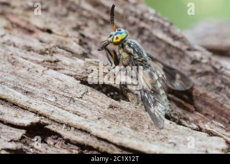 Volata, cervo-mosca, Breezefly, brezza-mosca, crine-mosca (relictus di Chrysops), riposa su un pezzo di legno, Germania, Baviera, Niederbayern, bassa Baviera Foto Stock