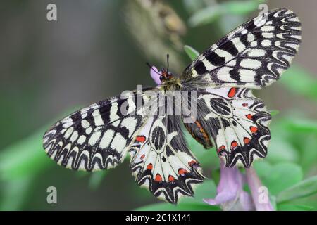 Festoon meridionale (Zerynthia polyxena), bagni di sole femminili con ali aperte Foto Stock