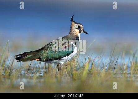 vortici settentrionali (Vanellus vanellus), durante la migrazione autunnale al lago di Ogi, Mongolia Foto Stock