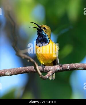 Uccello solario con schienale ulivo (Nectarinia jugularis), maschio che canta, Australia, Queensland Foto Stock