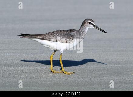 Tattler dalla coda grigia, tattler polinesiano (Tringa brevipes, Heteroscelus brevipes), sulla spiaggia, Australia, Queensland, Cap Tribulation, Noah Beach Foto Stock