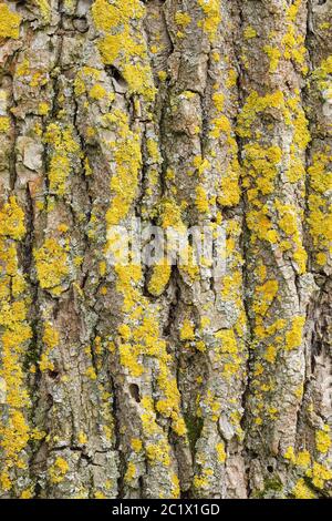 Quercia (Quercus spec.), corteccia con licheni, Germania Foto Stock