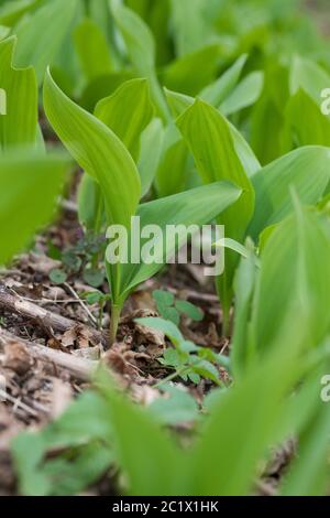 Giglio europeo della valle (Convallaria majalis), foglie giovani prima della fioritura, Germania Foto Stock