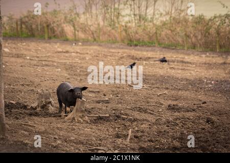 Fotografia di maiale nero dal moncone. Temple Newsam a Leeds. Foto Stock