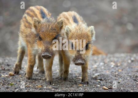 Cinghiale, maiale, cinghiale (Sus scrofa), due runt, Belgio, Ardenne Foto Stock