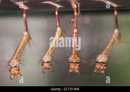 zanzara casa, zanzara casa comune settentrionale, gnat comune, gnat casa (Culex pipipipipipiens), larve sotto la superficie dell'acqua, Germania, Baviera, Niederbayern, bassa Baviera Foto Stock